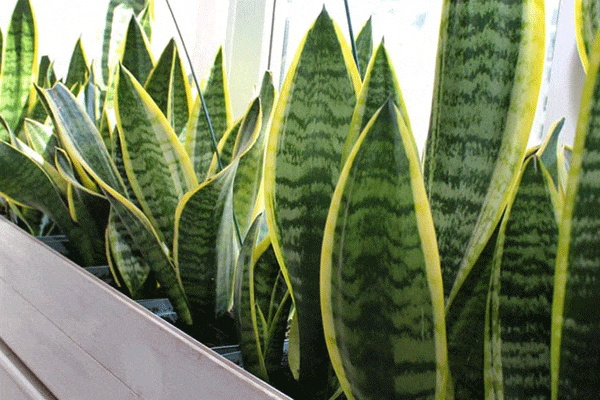 علت زرد شدن برگ سانسوریا